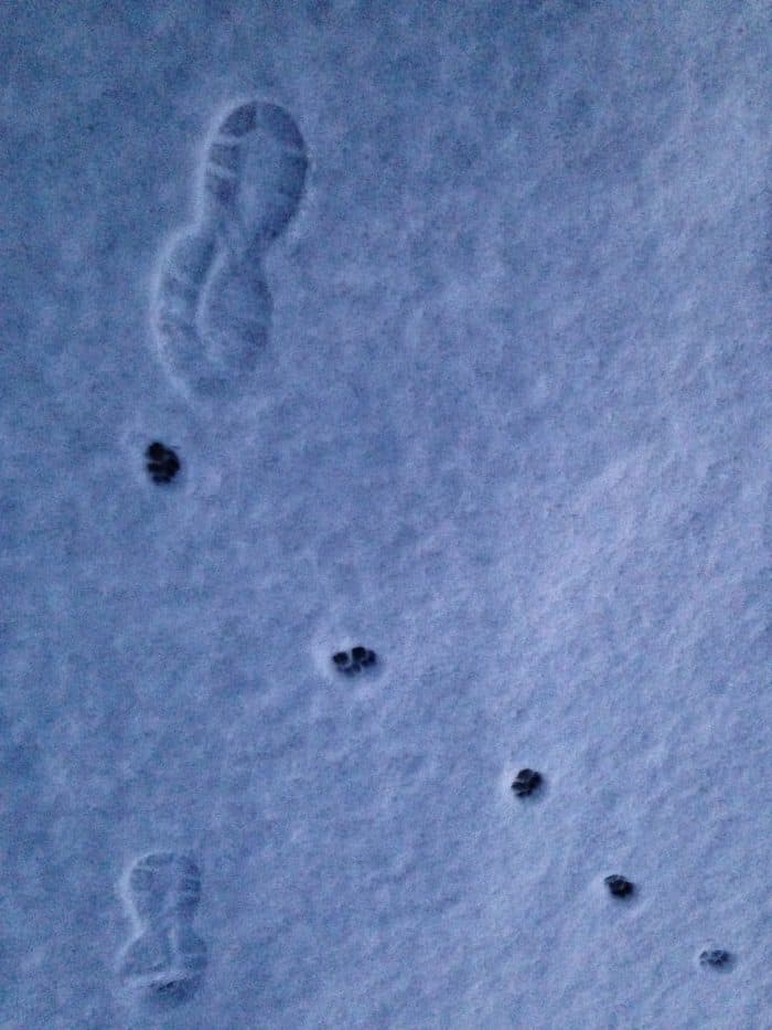 hardlopen in de sneeuw