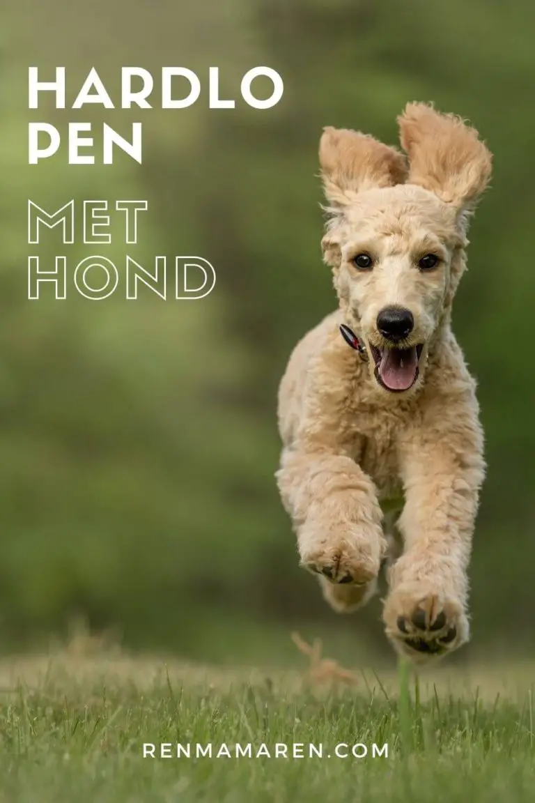 Hardlopen met hond: 10 handige aandachtspunten!