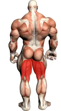 hamstrings