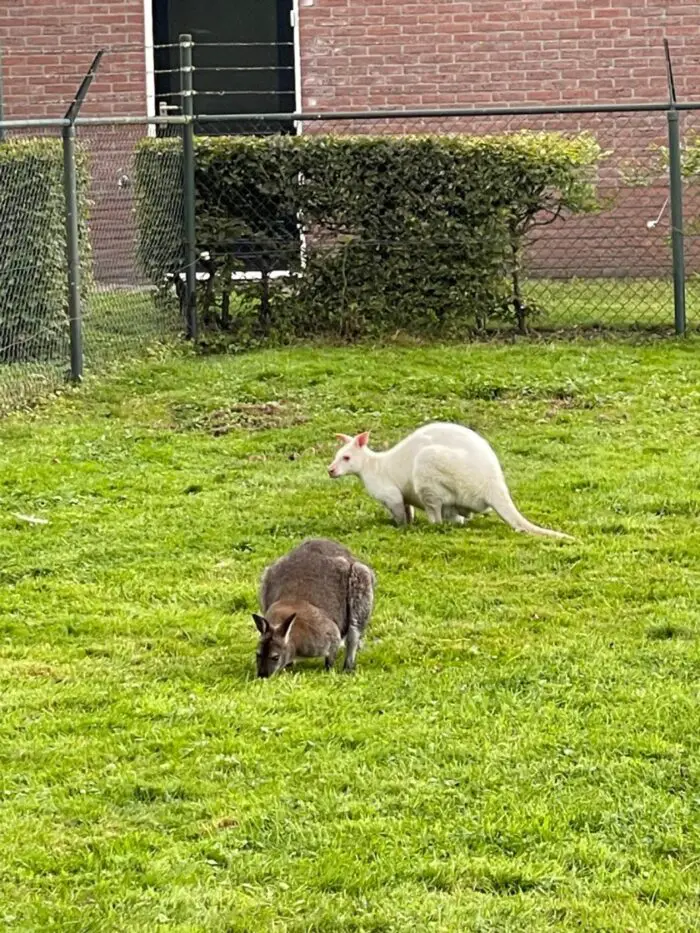witte kangoeroe