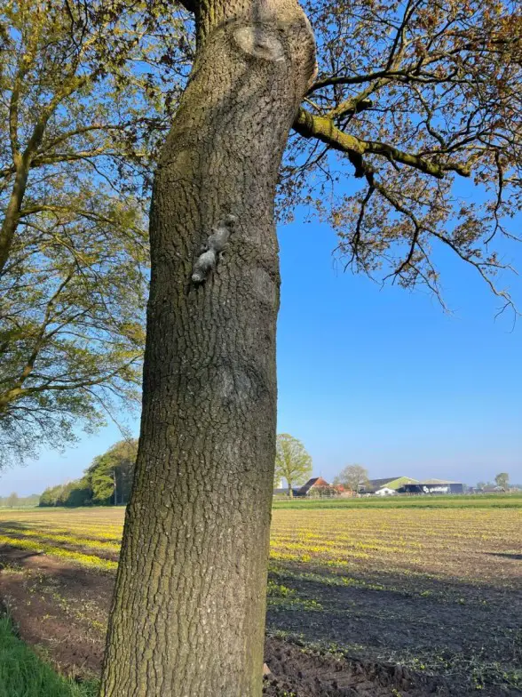 versteende eekhoorn hardlooprondje