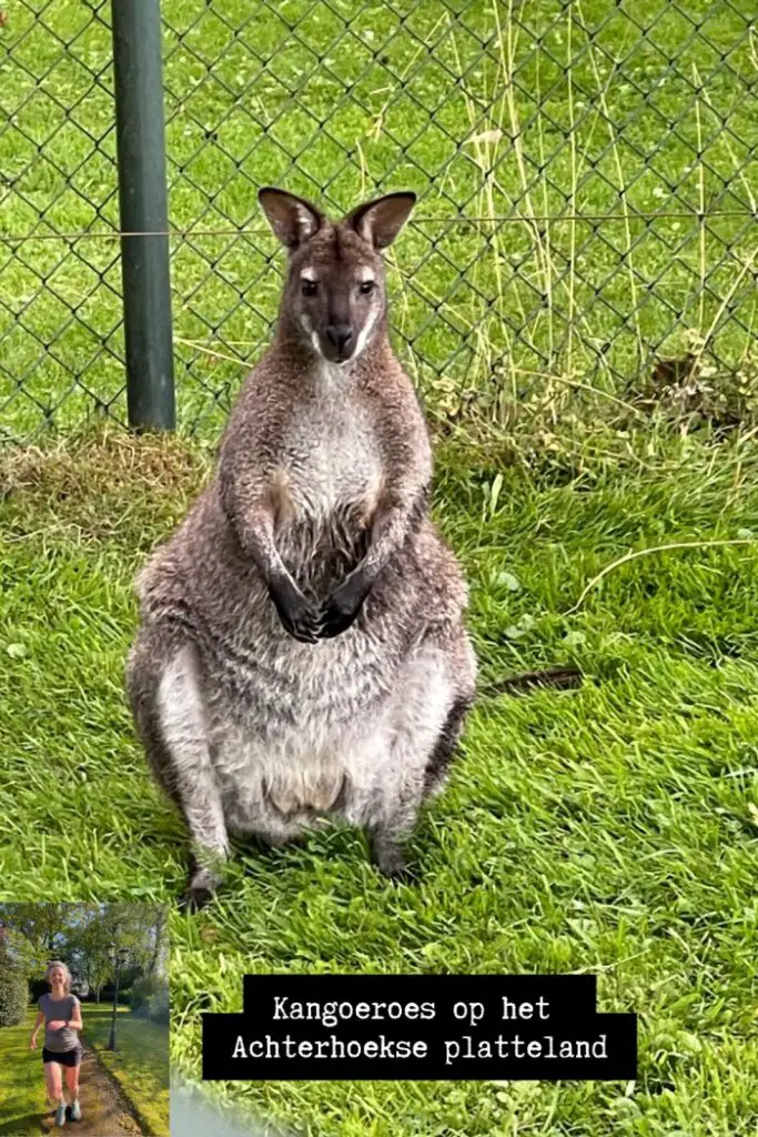 kangoeroe