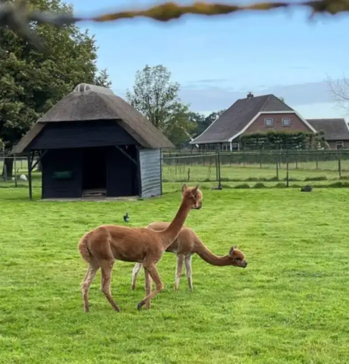 alpaca's