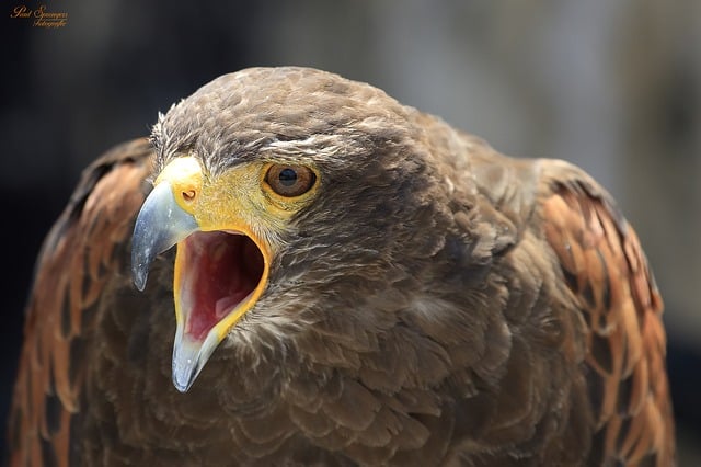 Buizerd valt hardlopers aan