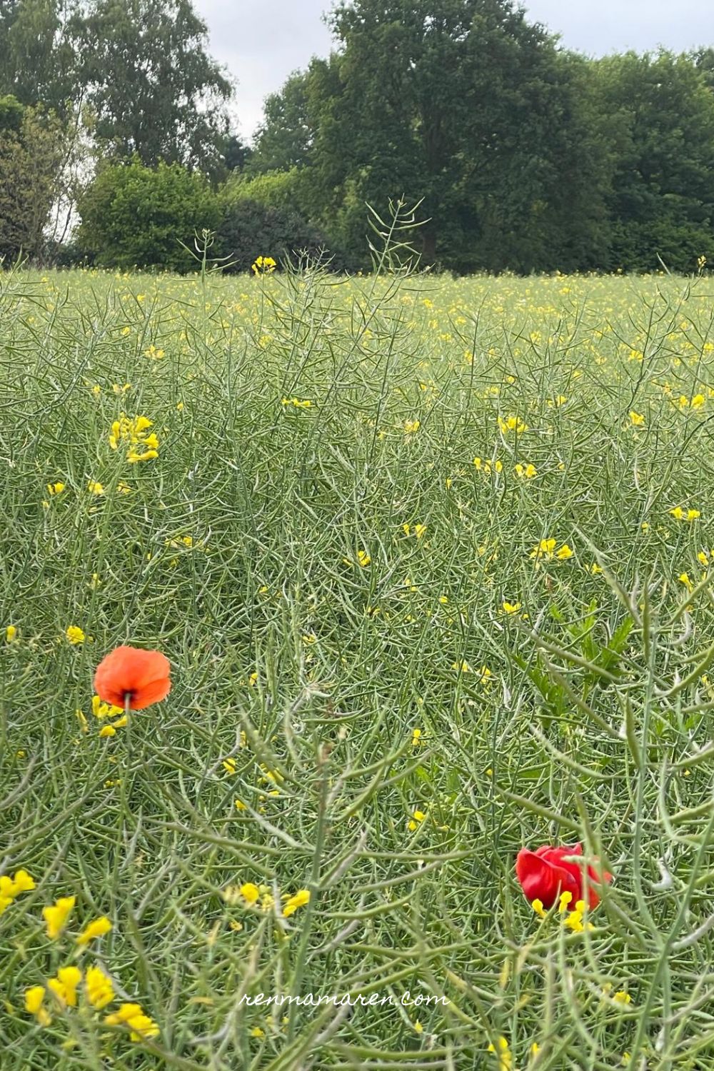 koolzaadveld en klaproos