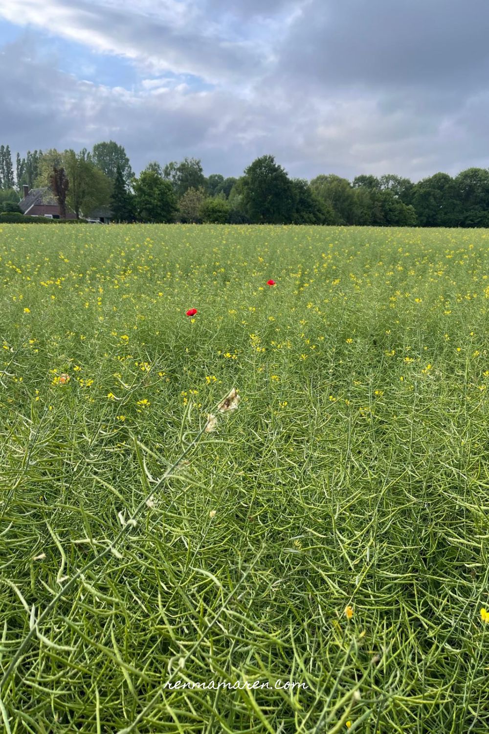 koolzaad en hardlopen